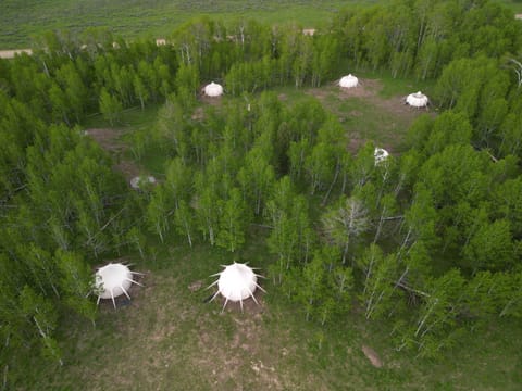 Luxury Tent (Yellowstone Lux Tent Sleeps 3 w/ King) | View from room