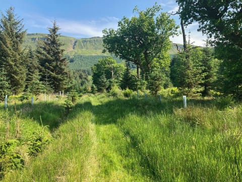 mown walks through Garrique Woods | Garrique Cottage, By Kippen, near Stirling