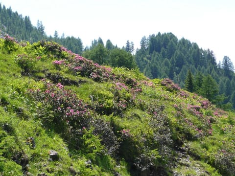 Region [summer] (>5 km)