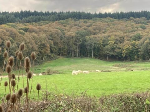 Region [summer] (>5 km)