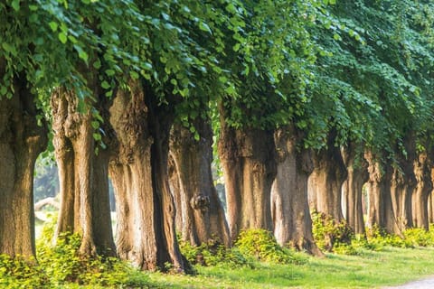 Region [summer] (&gt;5 km)