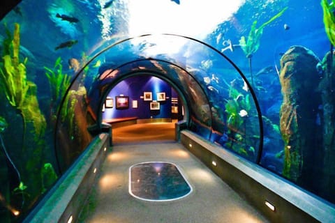 Explore the Oregon Coast Aquarium while in Newport