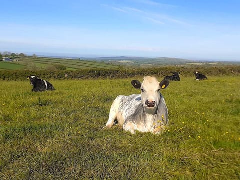 Walking around the farm