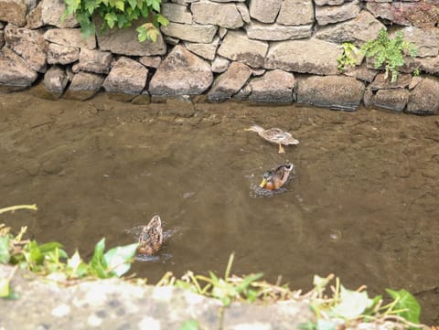 Cottage | Miscellaneous