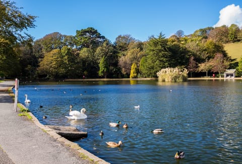 Helston boating lake is surrounded with nature and wildlife