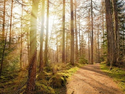 Plant, Sky, Natural Environment, Wood, Natural Landscape, Tree, Larch, Vegetation, Trunk, Sunlight