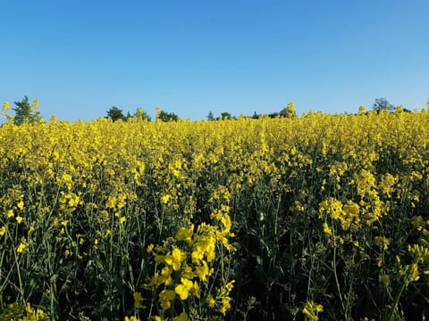 House | Miscellaneous