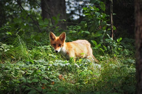 Cabane du Renard