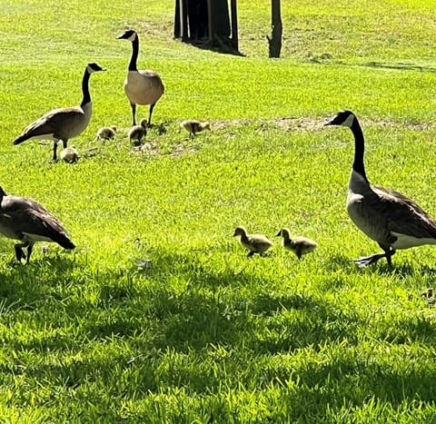 Springtime brings tons of wildlife