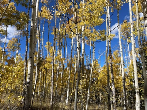 There’s nothing like Aspen gold!