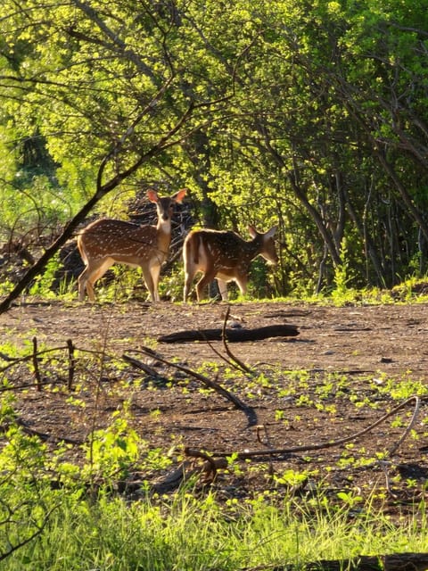 Deer near our property