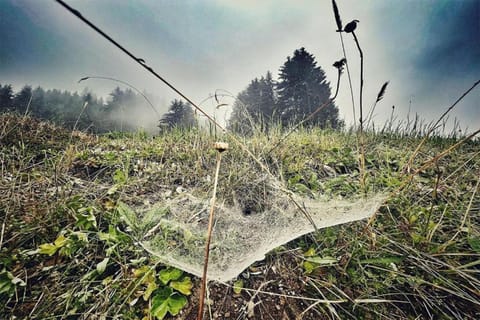 Region [summer] (&gt;5 km)