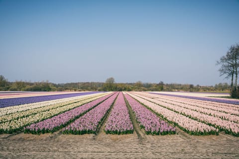 Immediate Surroundings [summer] (&lt;1 km)