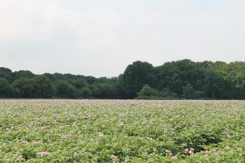 Surroundings [summer] (1-5 km)