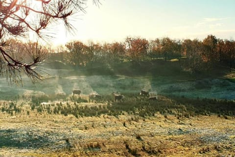 Region [summer] (&gt;5 km)