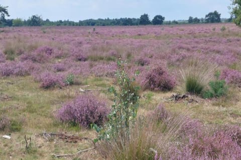 Region [summer] (&gt;5 km)