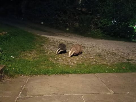 Badgers night-feeding near to the patio | Shire Cottage - Leashaw Farm, Whatstandwell, near Matlock