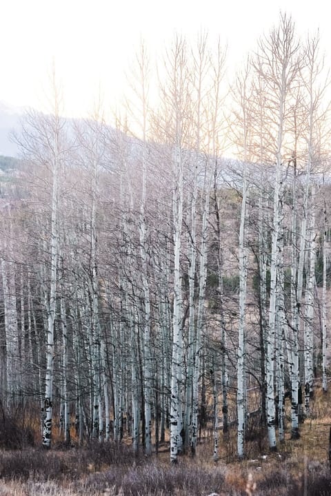Four beautiful seasons of Aspen trees