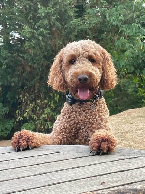 Doggie friendly , please confirm with confirm  when booking.