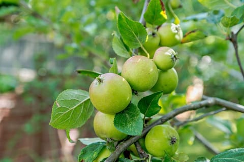 Tukes Cottage Garden - StayCotswold