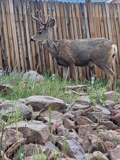 wild life always near