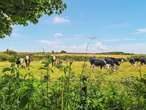 Surrounding area | Carnlussack Cottage, Troon, near Camborne