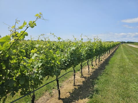 Vineyard