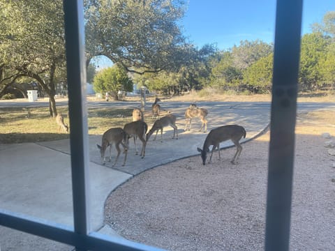 Daily morning visitors