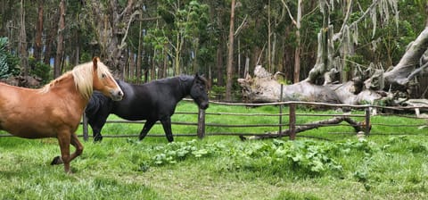 Horseback riding