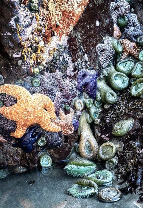 Low Tide at Mill Beach
