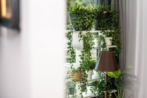 decorations and plants in the living room