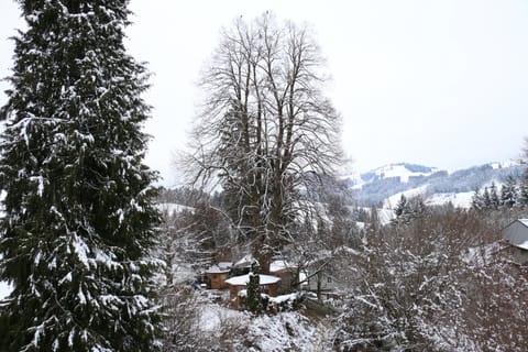 Basic Single Room | Garden view