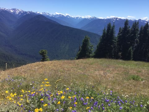 Hurricane Ridge in spring