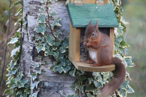 Cottage | Property grounds