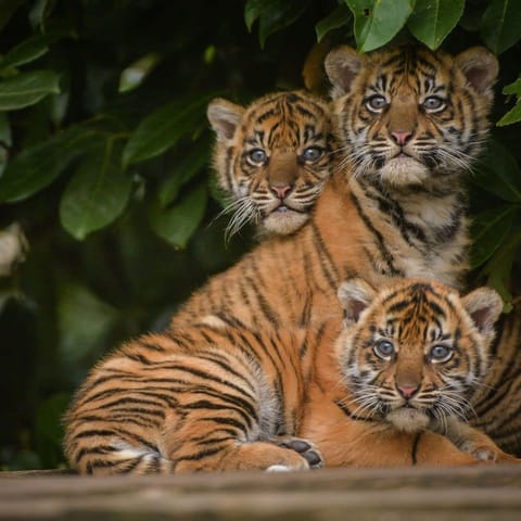 House | 5 bedrooms, iron/ironing board