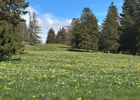 Bungalow | View from property