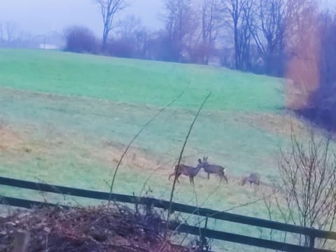 Apartment | Miscellaneous