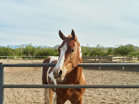 Horseback riding