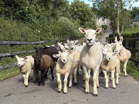 Cottage | Miscellaneous