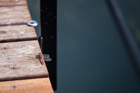 House | Interior detail