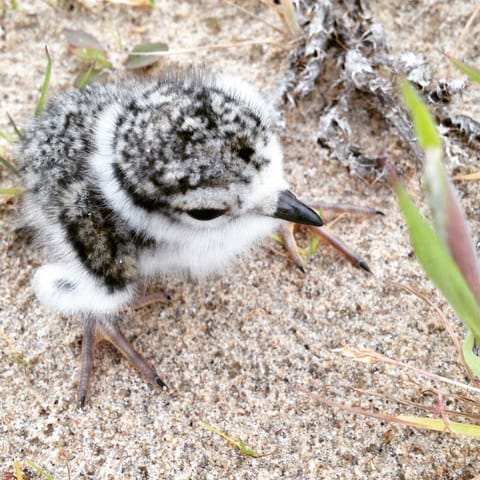 Beach nearby, white sand