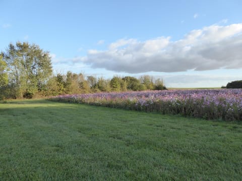 House | View from property