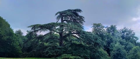 Ovale Room | View from room