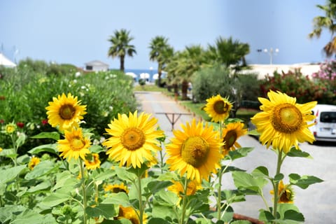 On the beach, sun loungers, beach umbrellas, scuba diving