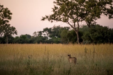 Safari