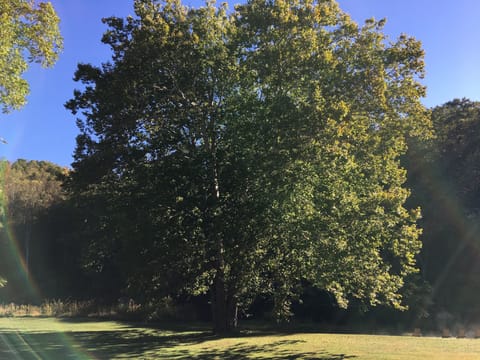 Outdoor wedding area