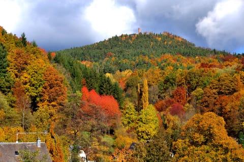 Classic Single Room, Valley View | View from room