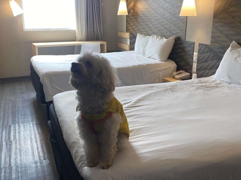 Standard Double Room, 2 Double Beds | Desk, soundproofing, free WiFi