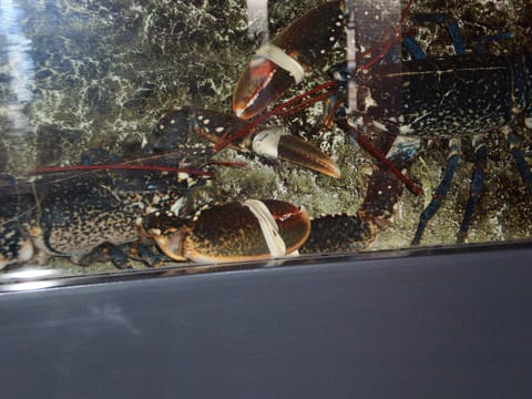 Lunch and dinner served, French cuisine