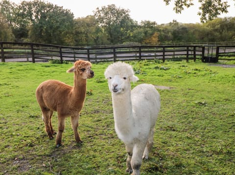 Cottage | Property grounds